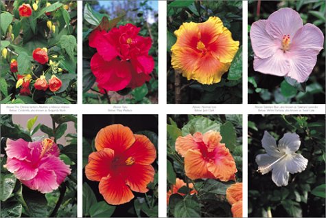 Hibiscus