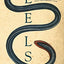 Eels: An Exploration, from New Zealand to the Sargasso