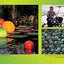 World of Glass: The Art of Dale Chihuly by Greenberg, Jan