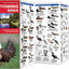 Wyoming Birds: A Folding Pocket Guide to Familiar Species (Wildlife and Nature Identification)