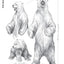 Bear: The Ultimate Artist's Reference (Fox Chapel Publishing) A Comprehensive Collection of 100 Sketches, 150 Photographs, and Reference Material for All North American Bear Species