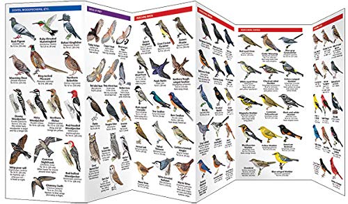 New York City Birds: A Folding Pocket Guide to Familiar Species in the Metropolitan Area (Wildlife and Nature Identification)
