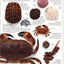 Eyewitness: Shell