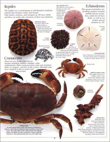 Eyewitness: Shell