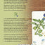 Anne of Green Gables : The Original Manuscript