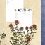 My Herbarium: Notebook to complete sheets and dried flowers - 110 pages A4 size