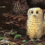 Owl Babies