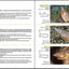 Reef Fish Identification - Florida Caribbean Bahamas - 4th Edition (Reef Set)
