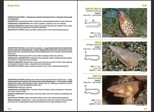 Reef Fish Identification - Florida Caribbean Bahamas - 4th Edition (Reef Set)