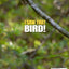 I Saw That Bird!: A Simple Guide to Identifying and Attracting the Most Common Backyard Birds in North America