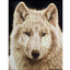 Woodburning Realistic Animals: 12 Step-by-Step Pyrography Projects of Birds, Pets, and Wildlife (Fox Chapel Publishing) Tutorials for Eyes, Fur, Manes, & Whiskers; Projects for Big Cats, Owls, & More