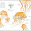 Zoology: Inside the Secret World of Animals (DK Secret World