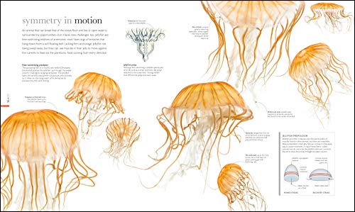 Zoology: Inside the Secret World of Animals (DK Secret World