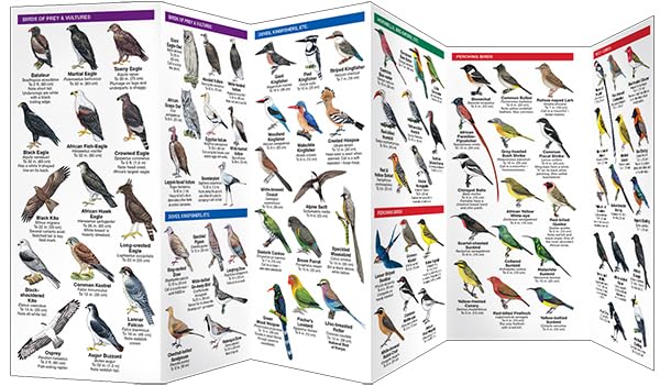 East Africa Birds: A Folding Pocket Guide to Familiar Species in Kenya, Tanzania & Uganda (Wildlife and Nature Identification)