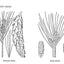 Medicinal and Other Uses of North American Plants: A Historical Survey with Special Reference to the Eastern Indian Tribes