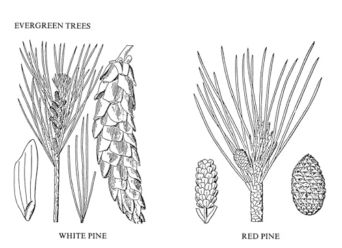 Medicinal and Other Uses of North American Plants: A Historical Survey with Special Reference to the Eastern Indian Tribes