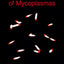 Molecular Biology and Pathogenicity of Mycoplasmas