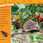 Hedgehogs (National Geographic Kids Readers, Level 1)