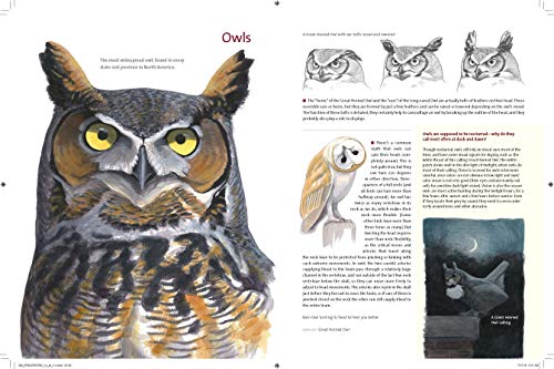 What It's Like to Be a Bird: From Flying to Nesting, Eating to Singing--What Birds Are Doing, and Why (Sibley Guides)