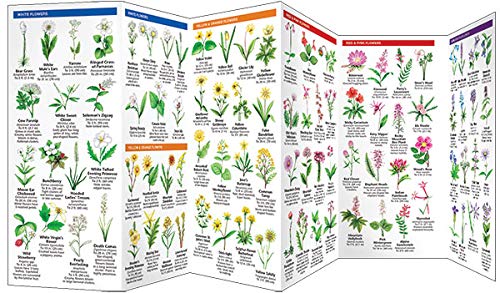 Yellowstone Trees & Wildflowers: A Folding Pocket Guide to Familiar Plants of the Yellowstone Area (Wildlife and Nature Identification)