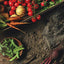Gardening for Geeks: All the Science You Need for Successful Organic Gardening (CompanionHouse Books) Step-by-Step Processes with Diagrams, Expert Tips, & Nerdy Details on Soil Biology, Botany, & More
