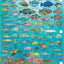 Barbados Dive Map & Reef Creatures Waterproof Fish Card