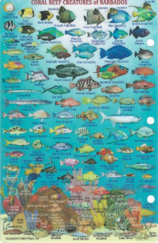 Barbados Dive Map & Reef Creatures Waterproof Fish Card