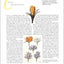 The Language of Flowers
