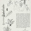 The Botany Coloring Book