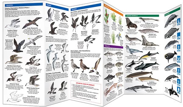 Antarctic Wildlife: A Folding Pocket Guide to Familiar Species of the Antarctic and Subantarctic Environments (Nature Observation International)