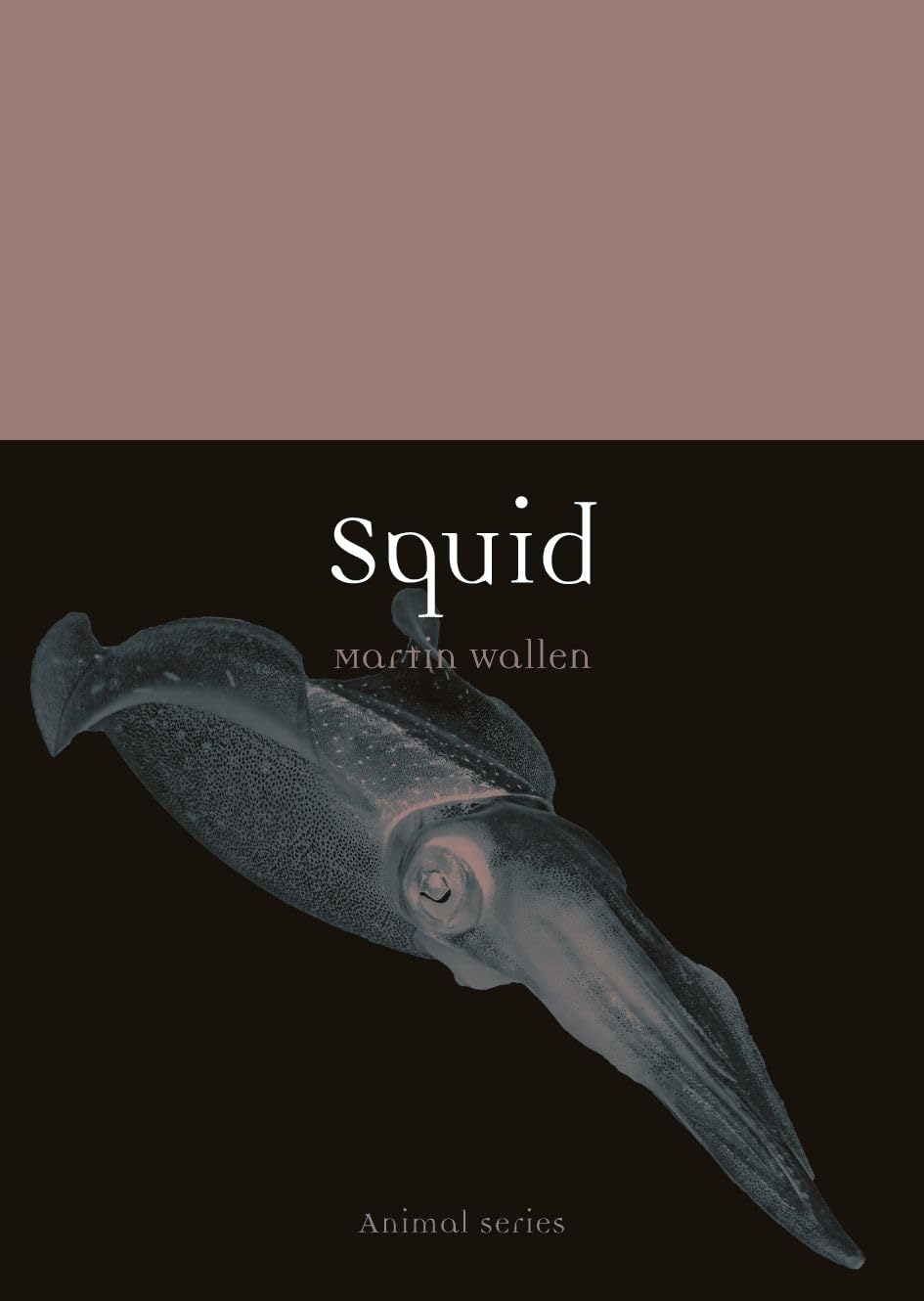 Squid (Animal)