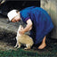 The Gift to be Simple: Life in the Amish Country