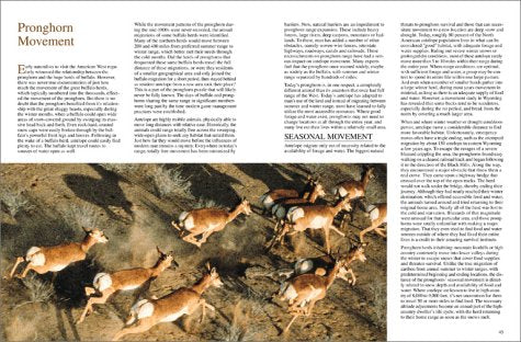 Pronghorn Hunting (The Complete Hunter)
