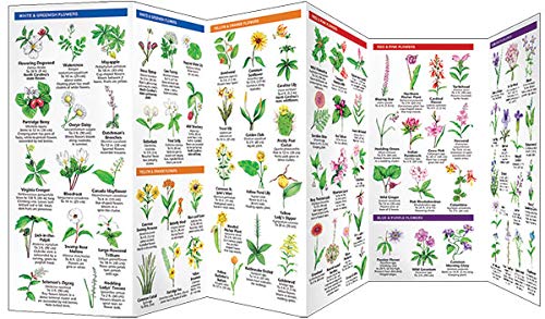 North Carolina Trees & Wildflowers: A Folding Pocket Guide to Familiar Plants (Wildlife and Nature Identification)