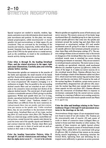The Human Brain Coloring Book: A Coloring Book (Coloring Concepts)