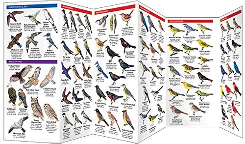 Illinois Birds: A Folding Pocket Guide to Familiar Species (Wildlife and Nature Identification)