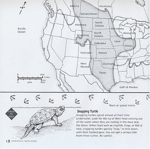 America's Wetlands: Guide to Plants and Animals (America's Ecosystems)