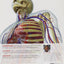 The Complete Human Body (Book & DVD-ROM)