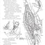 The Human Brain Coloring Book: A Coloring Book (Coloring Concepts)