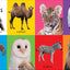 First 100 Big Board: Animals: In the bestselling First 100 series