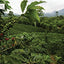 The World Atlas of Coffee: From Beans to Brewing -- Coffees Explored, Explained and Enjoyed