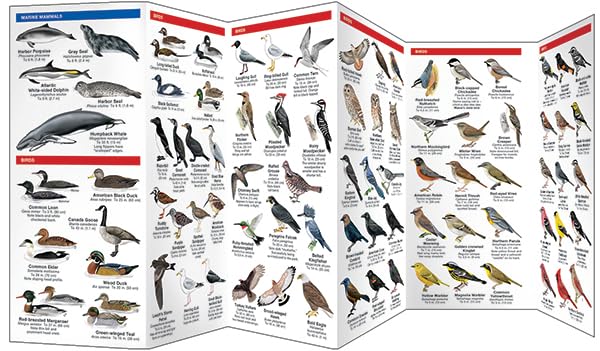 Acadia National Park Wildlife: A Folding Pocket Guide to Familiar Animals (Wildlife and Nature Identification)