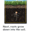 How Plants Grow