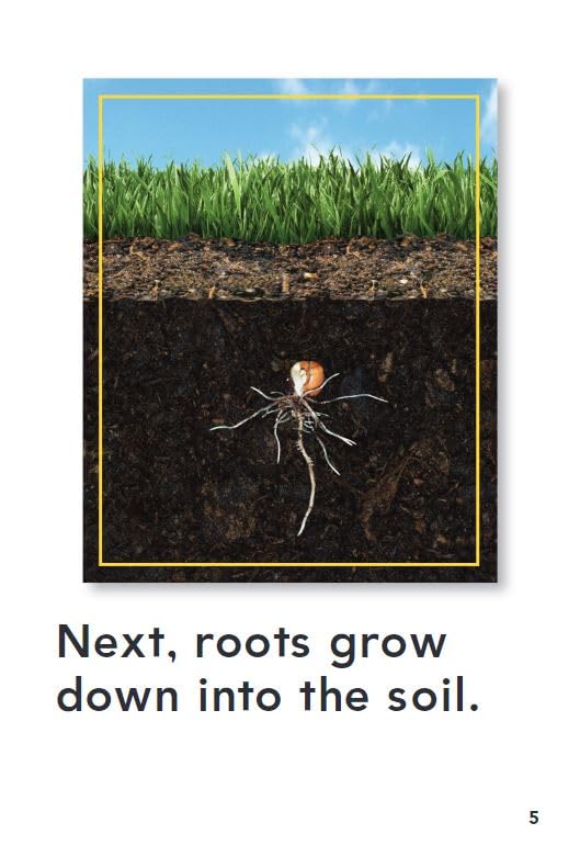 How Plants Grow