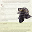 Roman Military Equipment from the Punic Wars to the Fall of Rome, second edition
