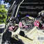 Dogs in Cars