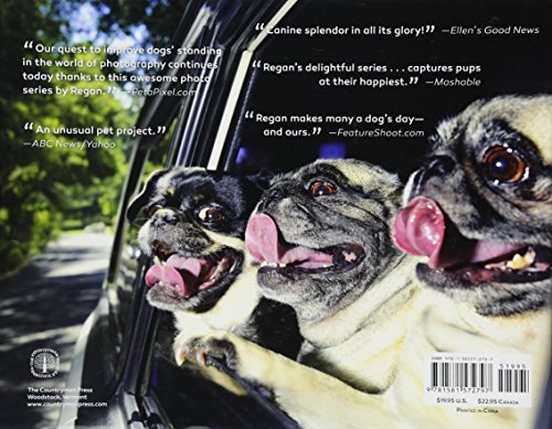 Dogs in Cars