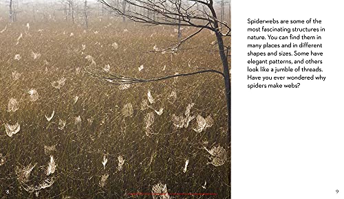 Next Time You See a Spiderweb