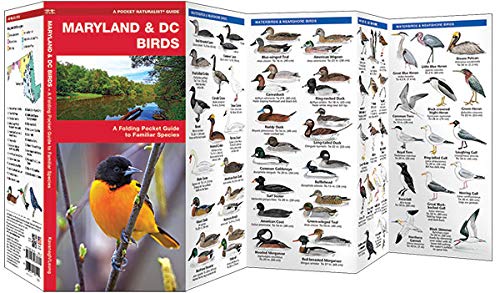 Maryland & DC Birds: A Folding Pocket Guide to Familiar Species (Wildlife and Nature Identification)