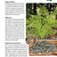 Wild Edible Plants of Arizona